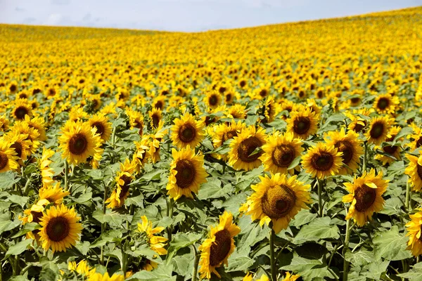 Prairie Sunflower Field Saskatchewan Canadá Cena Rural — Fotografia de Stock