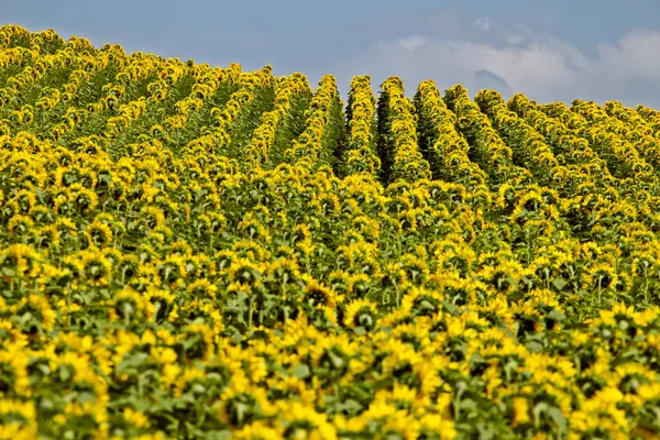 サスカチュワン州の草原ひまわり畑カナダ農村風景 — ストック写真