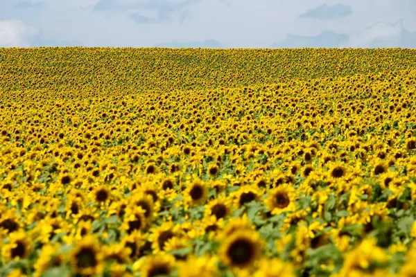 Prairie Sunflower Field Saskatchewan Canadá Cena Rural — Fotografia de Stock