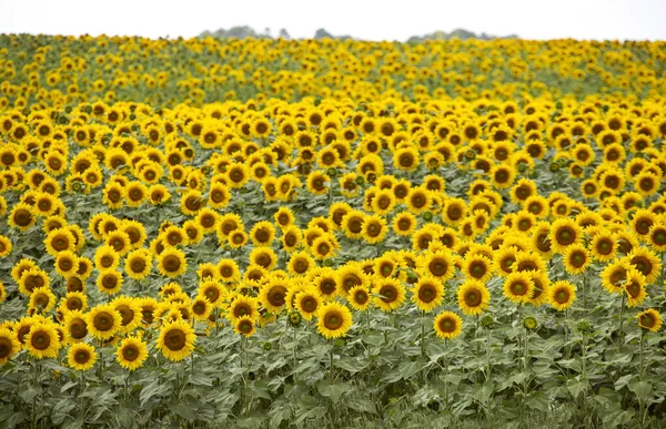 Prairie Sunflower Πεδίο Στο Saskatchewan Καναδάς Αγροτική Σκηνή — Φωτογραφία Αρχείου