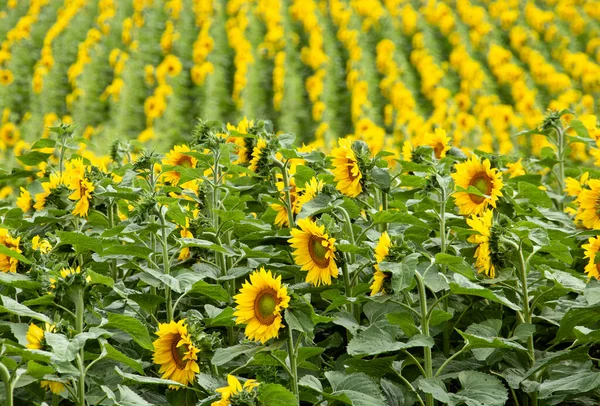 Prato Girasole Campo Saskatchewan Canada Scena Rurale — Foto Stock