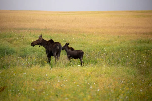 Moose Baby Field Saskatchewan Kanada — Stock Fotó