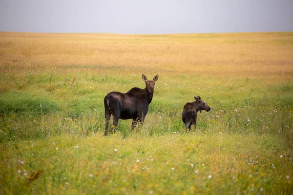 Saskatchewan Kanada 'da bir tarlada Moose ve Baby