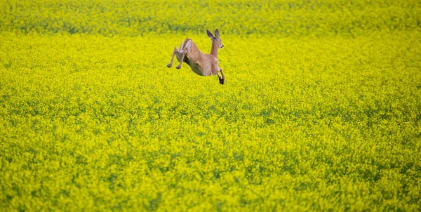 Ciervo Campo Canola Saskatchewan Canadá — Foto de Stock