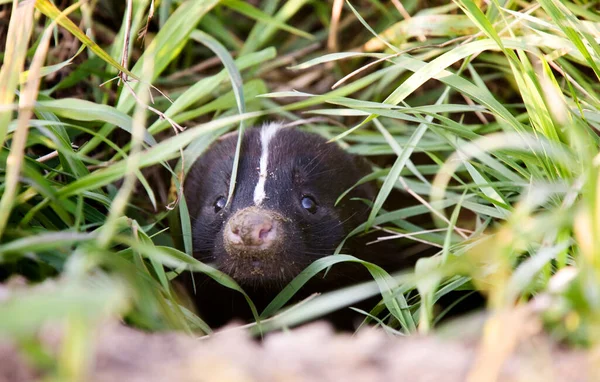 Baby Skunk Den Spring Saskatchewan Canada — Stock fotografie