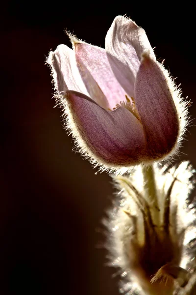 Spring Crocus Sunlit Okraj Osvětlení Krásy Fialová — Stock fotografie