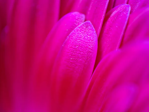 Pink Flower Iris Close Photo Lighting — Stock Photo, Image