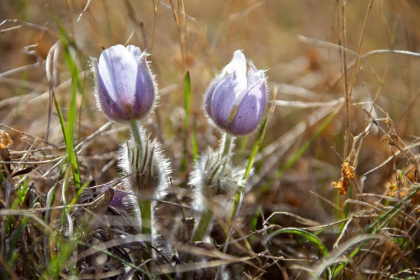 Lkbahar Crocus Sunlit Yan Aydınlatma Güzelliği Mor — Stok fotoğraf