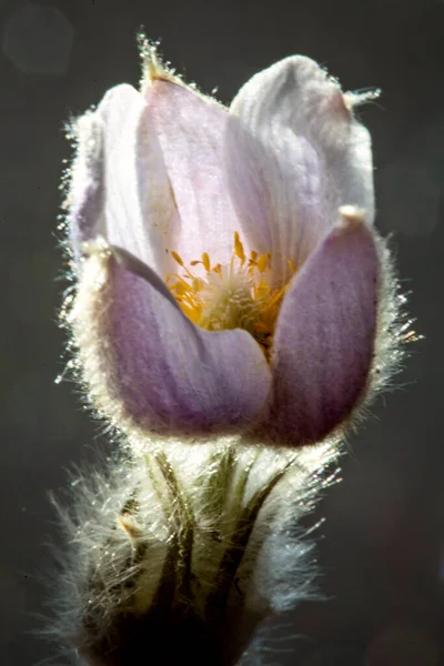 Primavera Crocus Sunlit Borde Iluminación Belleza Púrpura — Foto de Stock