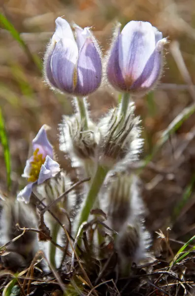 Lkbahar Crocus Sunlit Yan Aydınlatma Güzelliği Mor — Stok fotoğraf