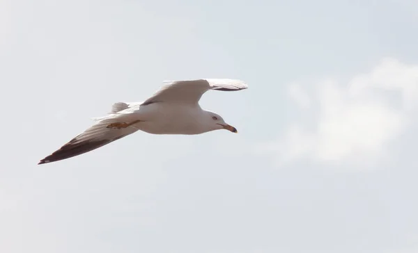 Zeemeeuw Vlucht Close Saskatchewan Canada — Stockfoto