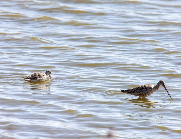 Marbled Godwit Στο Νερό Της Βόρειας Saskatchewan Καναδά — Φωτογραφία Αρχείου