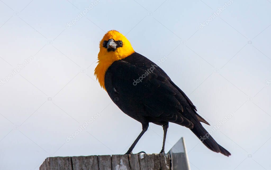 Yellow Headed Blackbird on a Post Canada