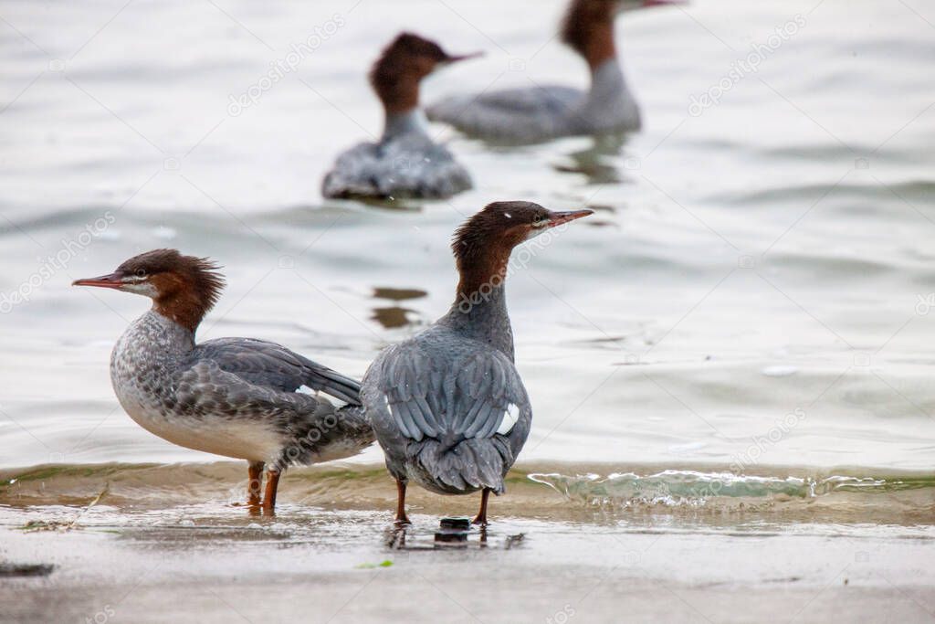 Northern Merganser Duck in fall Saskatchewan Canada