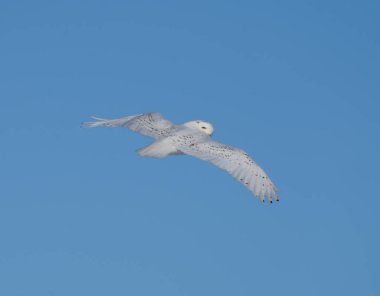 Saskatchewan 'ın ovalarında uçuşan Karlı Baykuş
