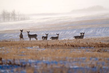 Sasktchewan Kanada Geyiği aşırı soğuk havada