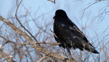 Saskatchewan Kanada 'da bir ağaçta Kuzgun 