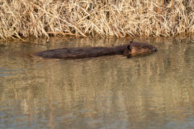 Baharda Kunduz Kanada Saskatchewan çalışmakla meşgul