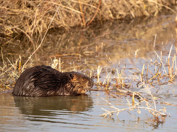 Beaver Keväällä Kanadassa Saskatchewan Kiireinen Työskentely — kuvapankkivalokuva