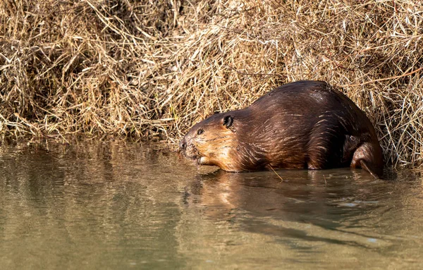 Beaver Spring Canada Saskatchewan Busy Working — Stock Photo, Image