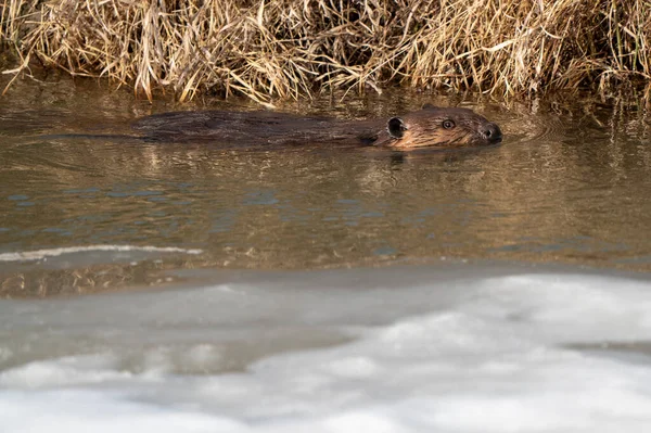 春天的海狸加拿大萨斯喀彻温省忙于工作 — 图库照片