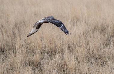 Saskatchewan Kanada 'da Hawk Kanada uçuşunda.