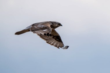 Saskatchewan Kanada 'da Hawk Kanada uçuşunda.