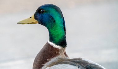 Mallard Duck Saskatchewan Baharda