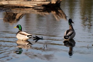 Mallard Duck Saskatchewan Baharda