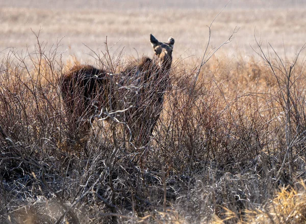 Wild Moose Saskatchewan Fena Prérijní Scéně — Stock fotografie