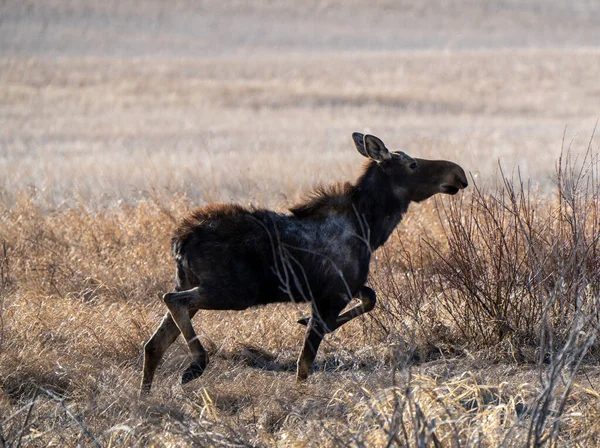 Wild Moose Saskatchewan Female Prairie Scene — Stock Photo, Image