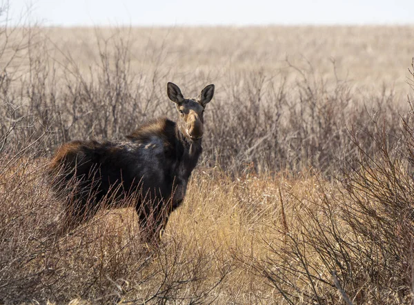 Vahşi Geyik Saskatchewan Çayırda Kadın — Stok fotoğraf