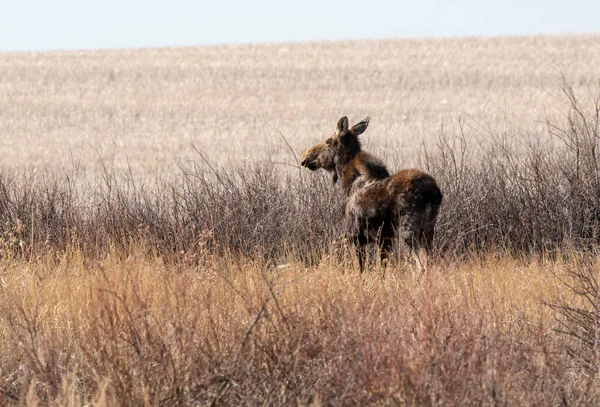 Wild Moose Saskatchewan Vrouwtje Prairie Scene — Stockfoto