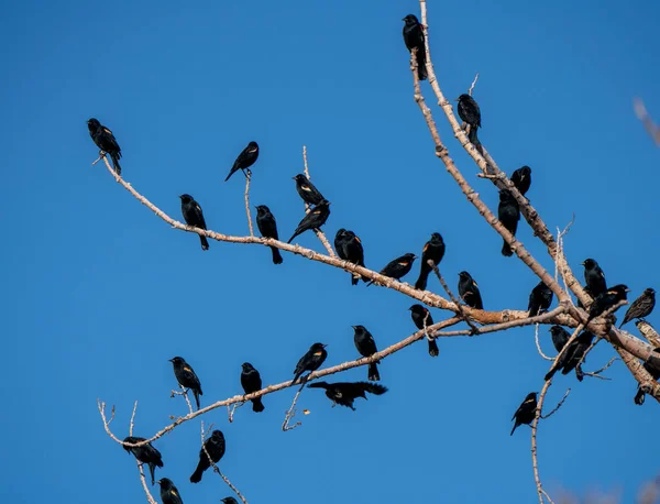 Blackbirds Tree Springtime Saskatchewan Canadá Múltiples —  Fotos de Stock