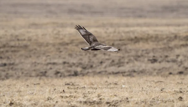 Hawk Saskatchewan Kanada Letu Kanada — Stock fotografie