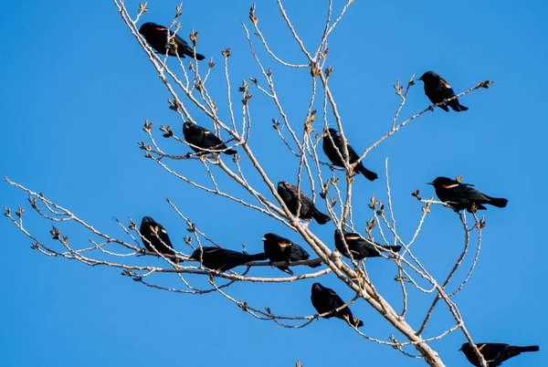 Blackbirds Tree Springtime Chewan Canada — стоковое фото