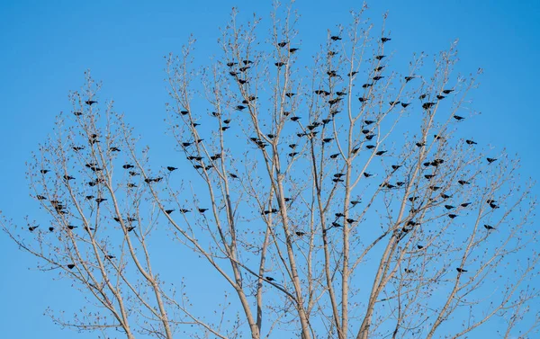 Blackbirds Tree Springtime Saskatchewan Canadá Múltiples — Foto de Stock