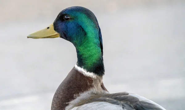春天来临时 Mallard Duck Saskatchewan在池塘里 — 图库照片