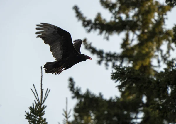 Turkiet Vullture Flight Norra Saskatchewan Kanada — Stockfoto