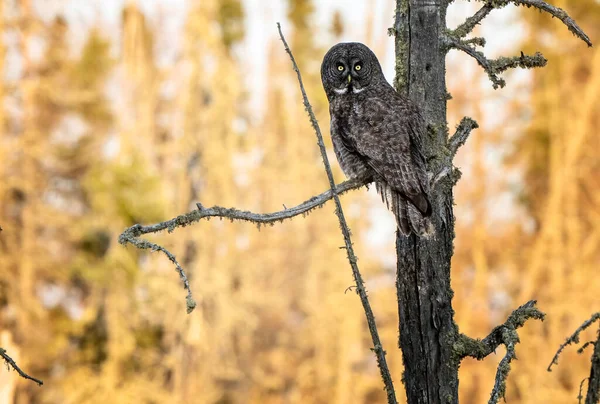 Great Grey Owl Saskatchewan Perched Dead Tree — Stock Photo, Image