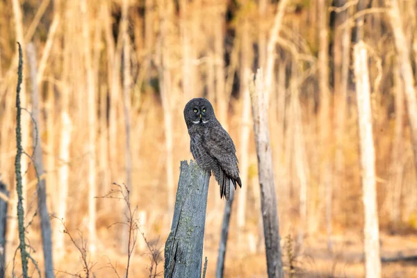 Great Grey Owl Saskatchewan Perched Dead Tree — Stock Photo, Image