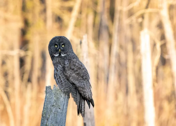 Chouette Grise Saskatchewan Perchée Dans Arbre Mort — Photo