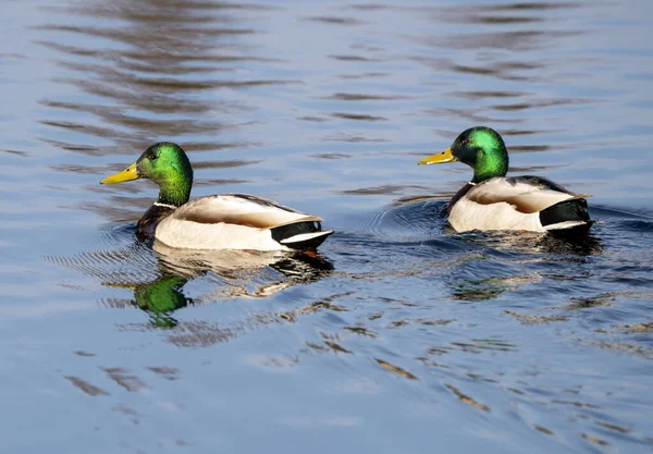 Mallard Duck Saskatchewan Pond Springtime — Stock Photo, Image