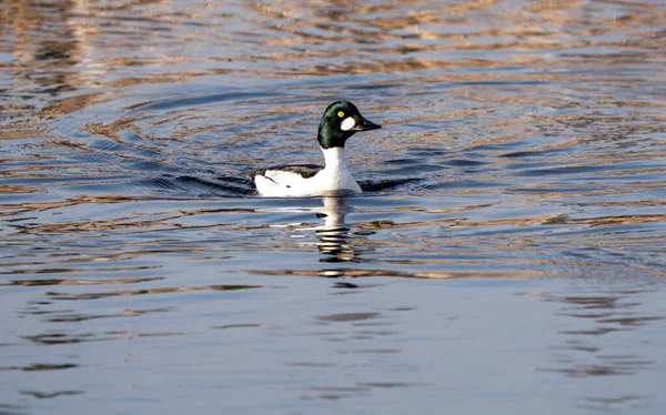 Goudoog Eenden Saskatchewan Noordelijke Boreale Prest Vijver — Stockfoto