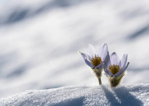 Fotos de Pradera crocus de stock, Pradera crocus imágenes libres de