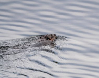 Kuzey Saskatchewan Kanada Susamurunu Kapat