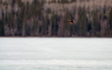 Prens Albert Ulusal Parkı Saskatchewan Waskesiu 'da