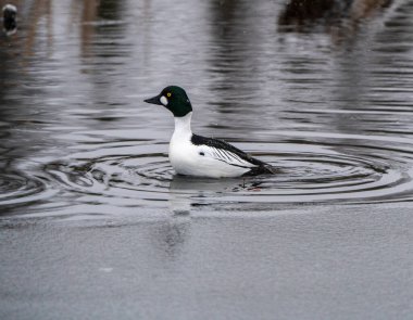 Goldeneye Ördekleri Saskatchewan Kuzey Boreal Fprest Gölü