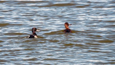 Goldeneye Ördekleri Saskatchewan Kuzey Boreal Fprest Gölü