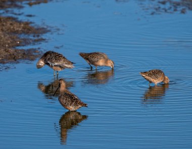 Godwit Saskatchewan Kanada Kıyı Kuşu Göç Göleti
